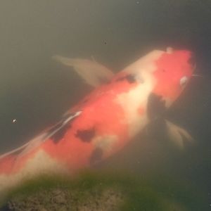 Meet your Posher, Dmitry